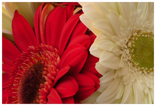 gerbera red and white card 1
