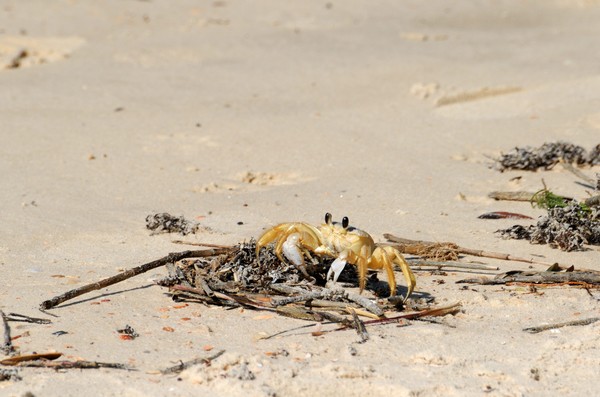 Sand Crab
