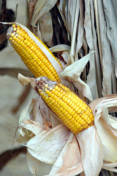 Holiday Season Corn