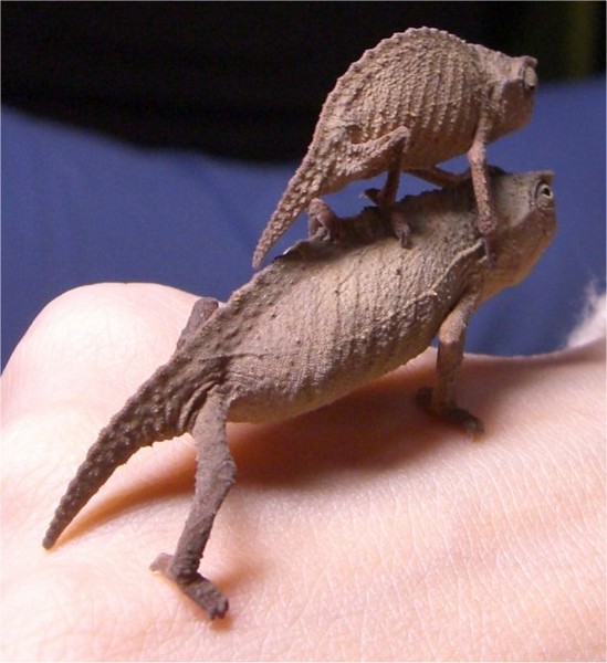 chameleon