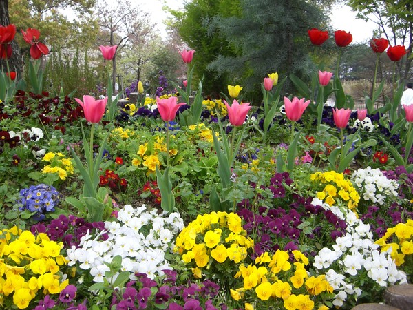 flower garden