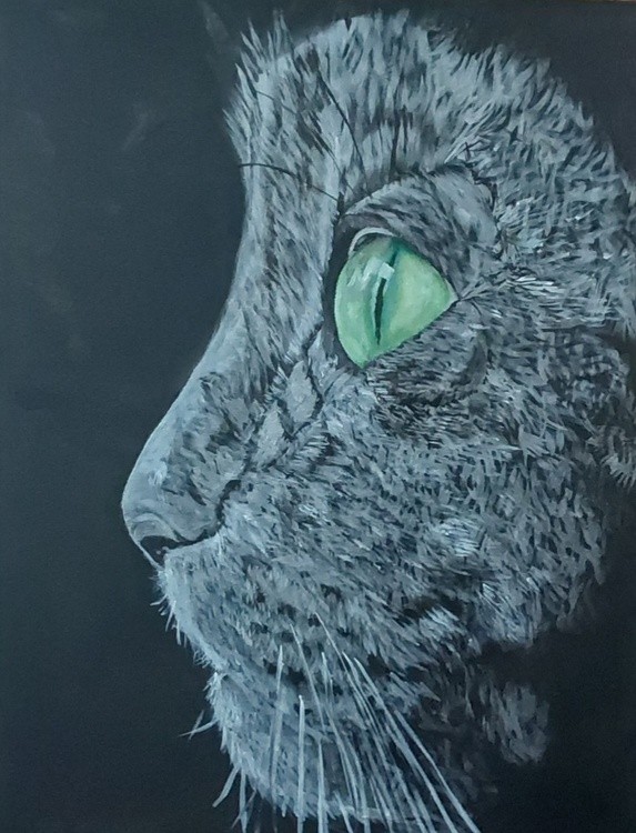 Short haired grey cat