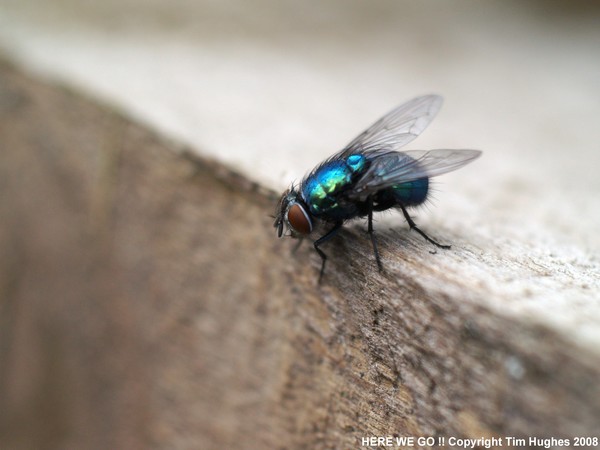 'Suicide Fly 2 !'