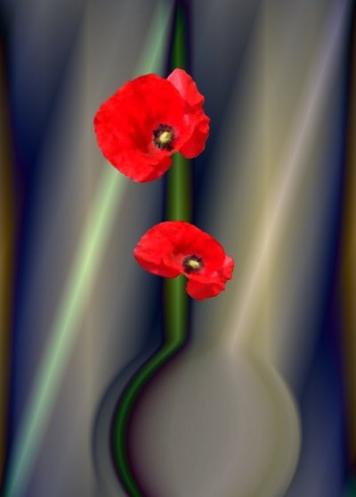 Poppy 