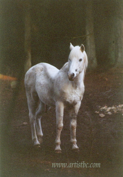 White horse