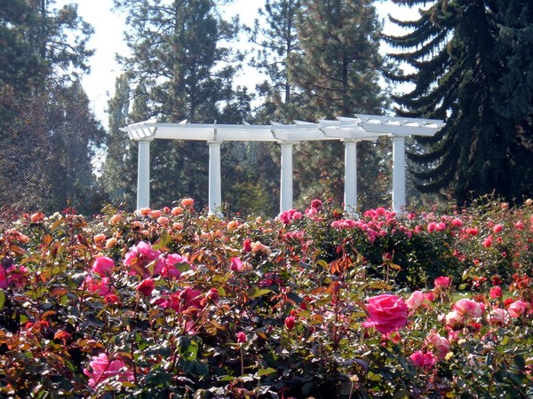 Surrounded by Roses