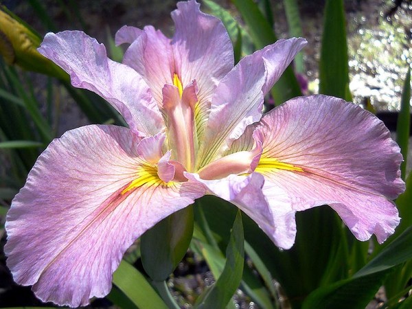 Louisiana iris