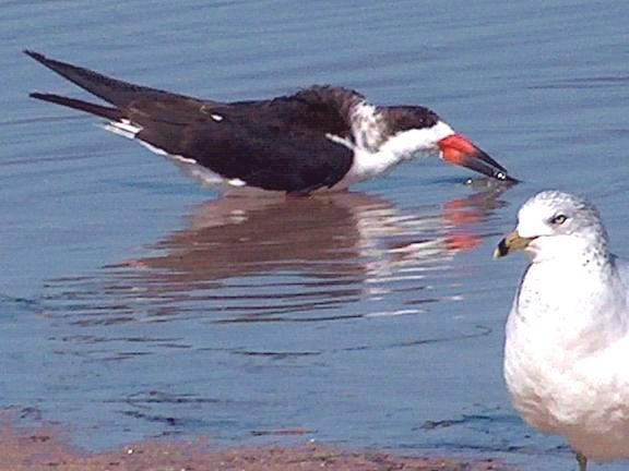 Black Skimmer