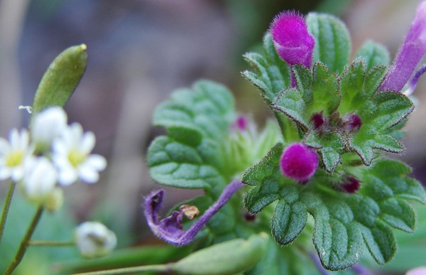 Pretty Weed 2