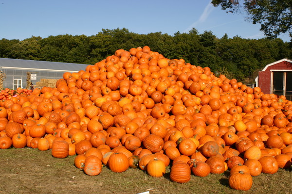 Pumpkin Time