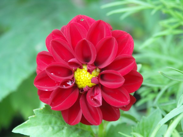 BRIGHT RED ON GREEN FLOWER