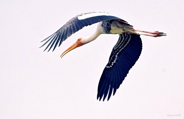Pelican