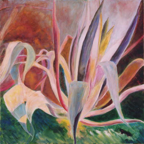 agaves sous le soleil