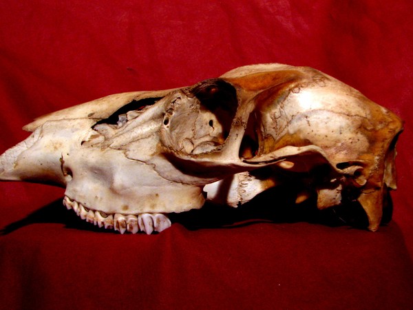 Skull #1