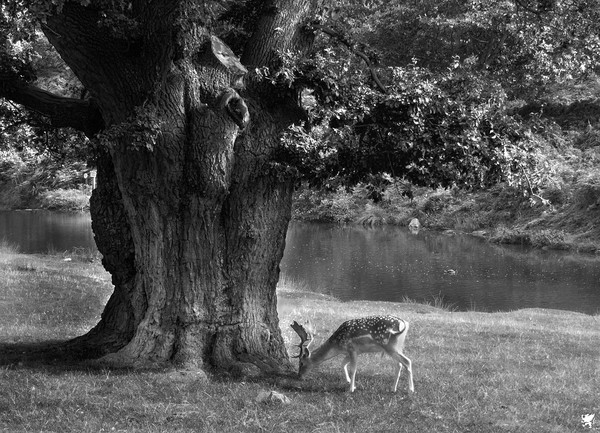 GRAZING UNDER THE TREE