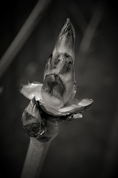 BUD