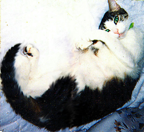 Flirtatious Feline