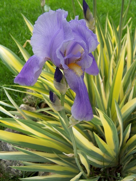 Blue Iris