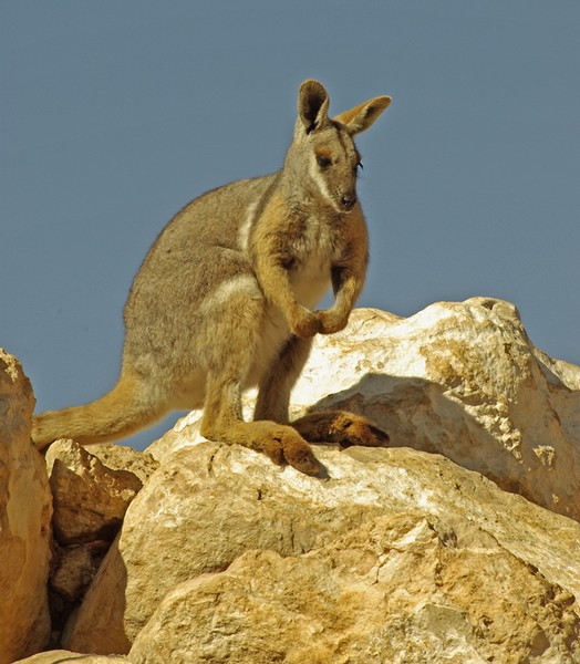 Yellow Footed Rock Wallaby.
