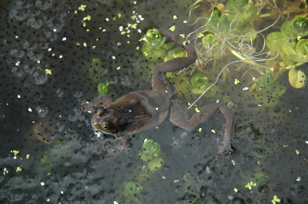 fine frog