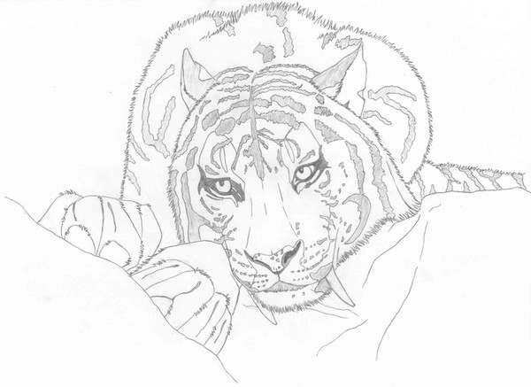 Sabertooth - WIP
