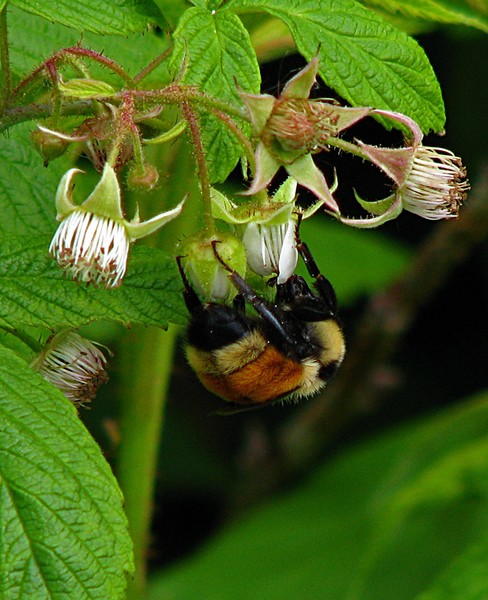 Beautiful bumble