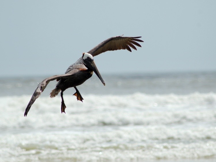 Pelican in Flight