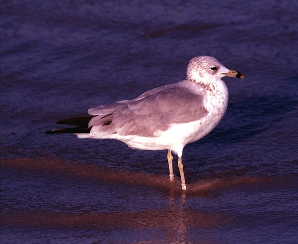 Sleepy Sea Gull in Blue