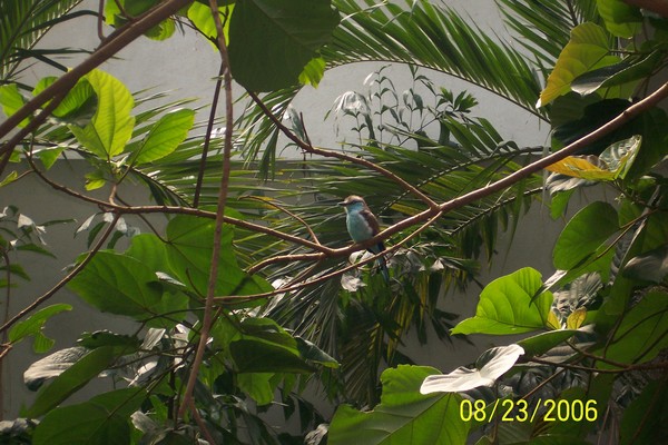 Pretty Bird