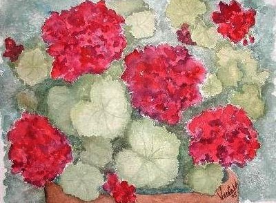 Red Geraniums