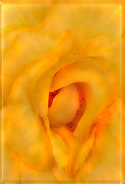 YELLOW ROSE OF HEALING