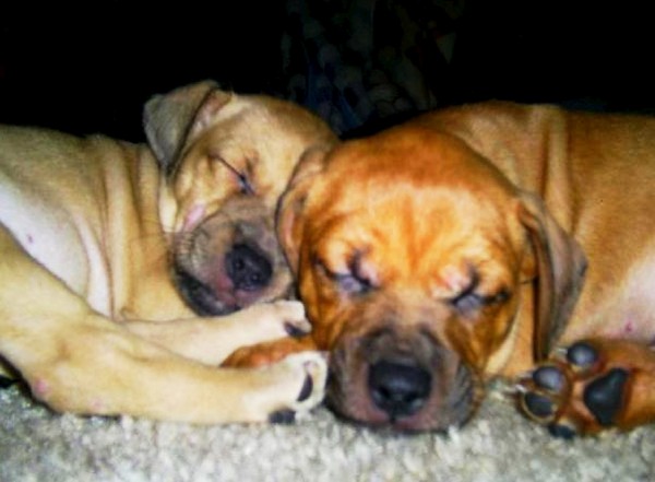 Let Sleeping Dogs Lie