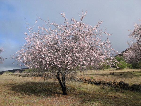 Almond trees in bloom