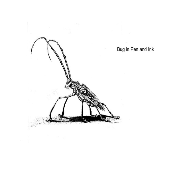 Bug