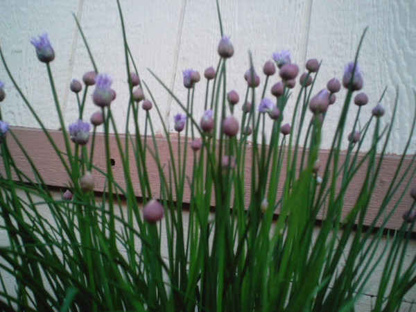 Ahhh....Chives!