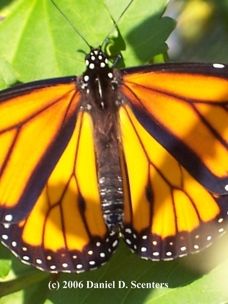 Butterfly #2 