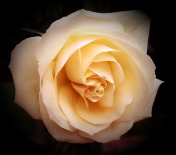 cream rose
