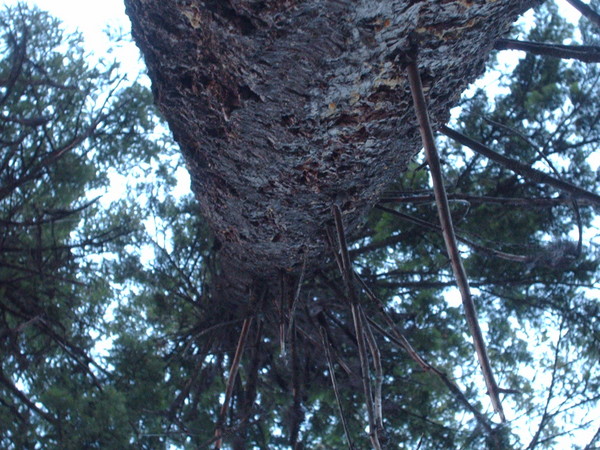 Squirrels eye view