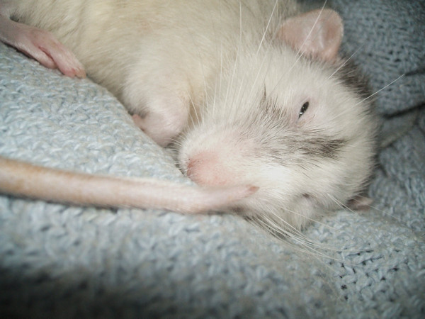 Fabuloso is Fast Asleep