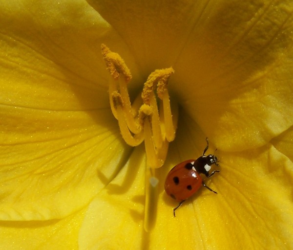 Ladybug