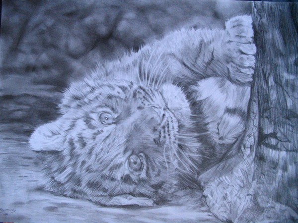Tiger Cub