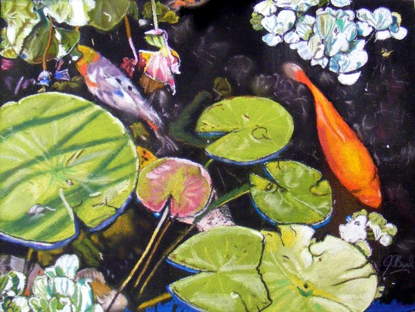 Koi