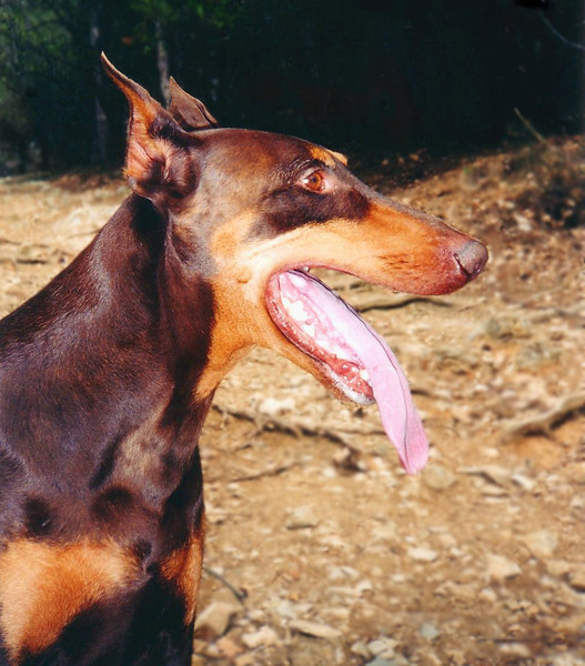 Jack