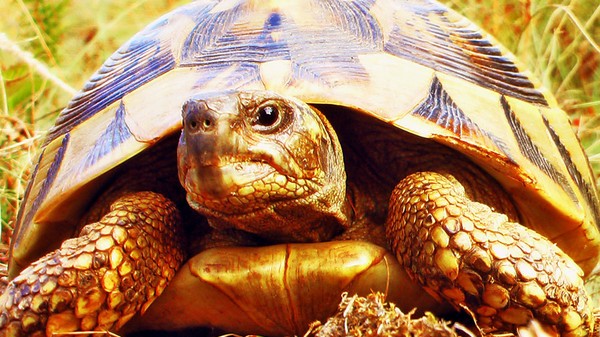 Turtle 2
