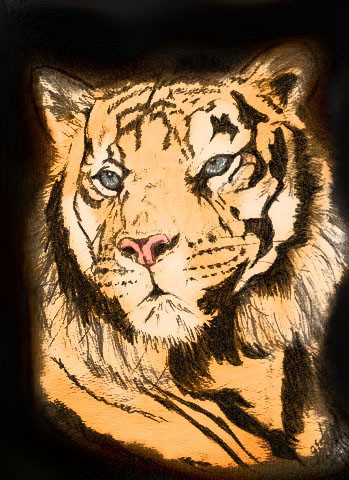 Tiger COLOR