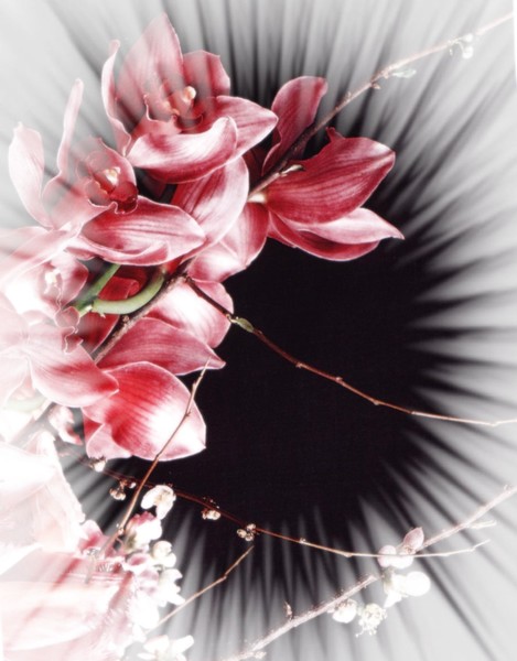 Scent of An Angel
