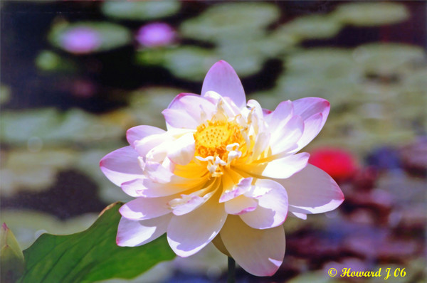 Water Lily