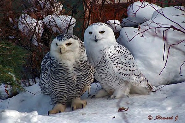 Wise Guys