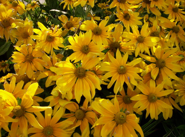 Yellow Flowers