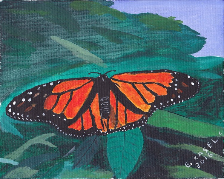 Monarch Butter Fly